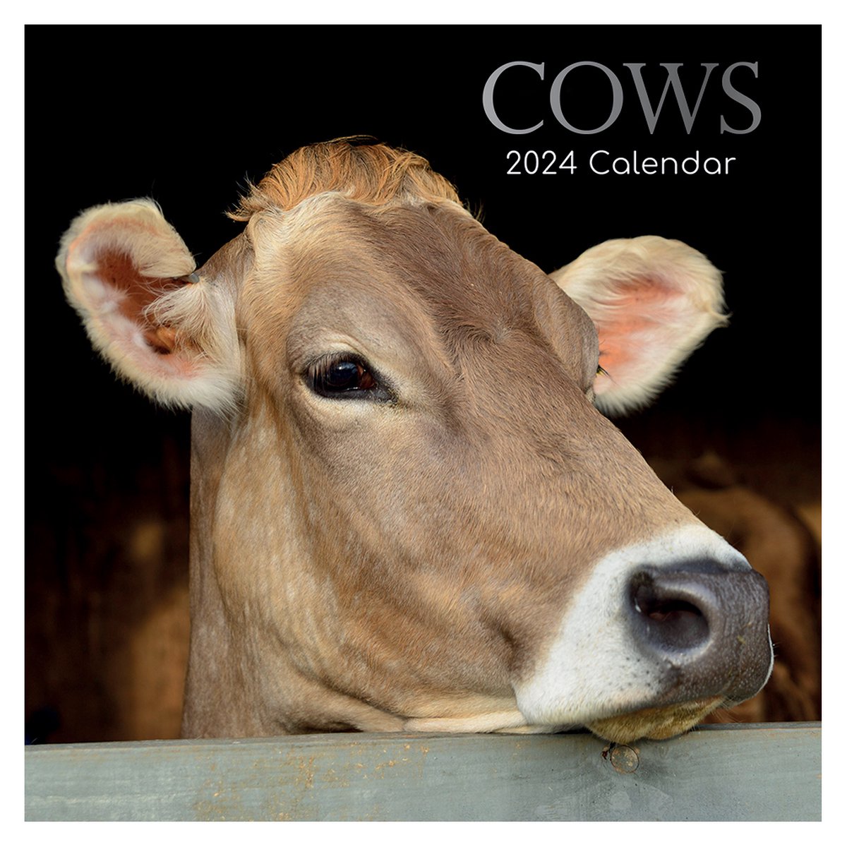Calendrier des vaches 2024