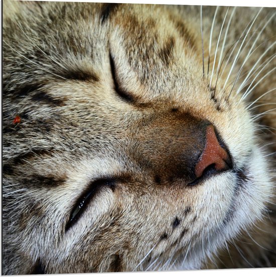 Dibond - Gestreepte kat ligt op zijn zij en heeft zijn ogen gesloten - 80x80 cm Foto op Aluminium (Wanddecoratie van metaal)
