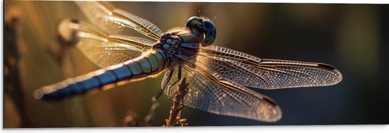 Foto: Dibond blauwe libel staat op bloem met gedetaileerde doorzichtige vleugels 90x30 cm foto op aluminium wanddecoratie van metaal 