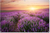 Tuinposter - Bloemen - Lavendel - Zon - Wanddecoratie - 120x80 cm - Tuindoek - Muurdecoratie