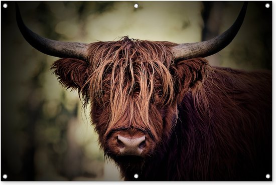 Close-up van een Schotse hooglander met lange bruine vacht en grote hoorns.