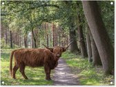 Tuinschilderij Schotse Hooglander - Pad - Boom - 80x60 cm - Tuinposter - Tuindoek - Buitenposter