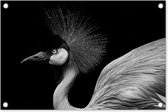 Tuindecoratie Kraanvogel - Zwart - Wit - Vogel - Dieren - 60x40 cm - Tuinposter - Tuindoek - Buitenposter