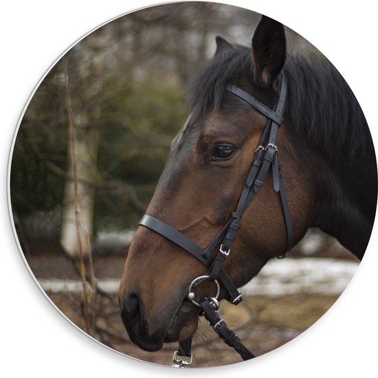 PVC Schuimplaat Muurcirkel - Bruin paard met halster om buiten - 30x30 cm Foto op Muurcirkel (met ophangsysteem)