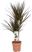 Dracaena marginata Magenta – ↨ 80cm – ⌀ 17cm