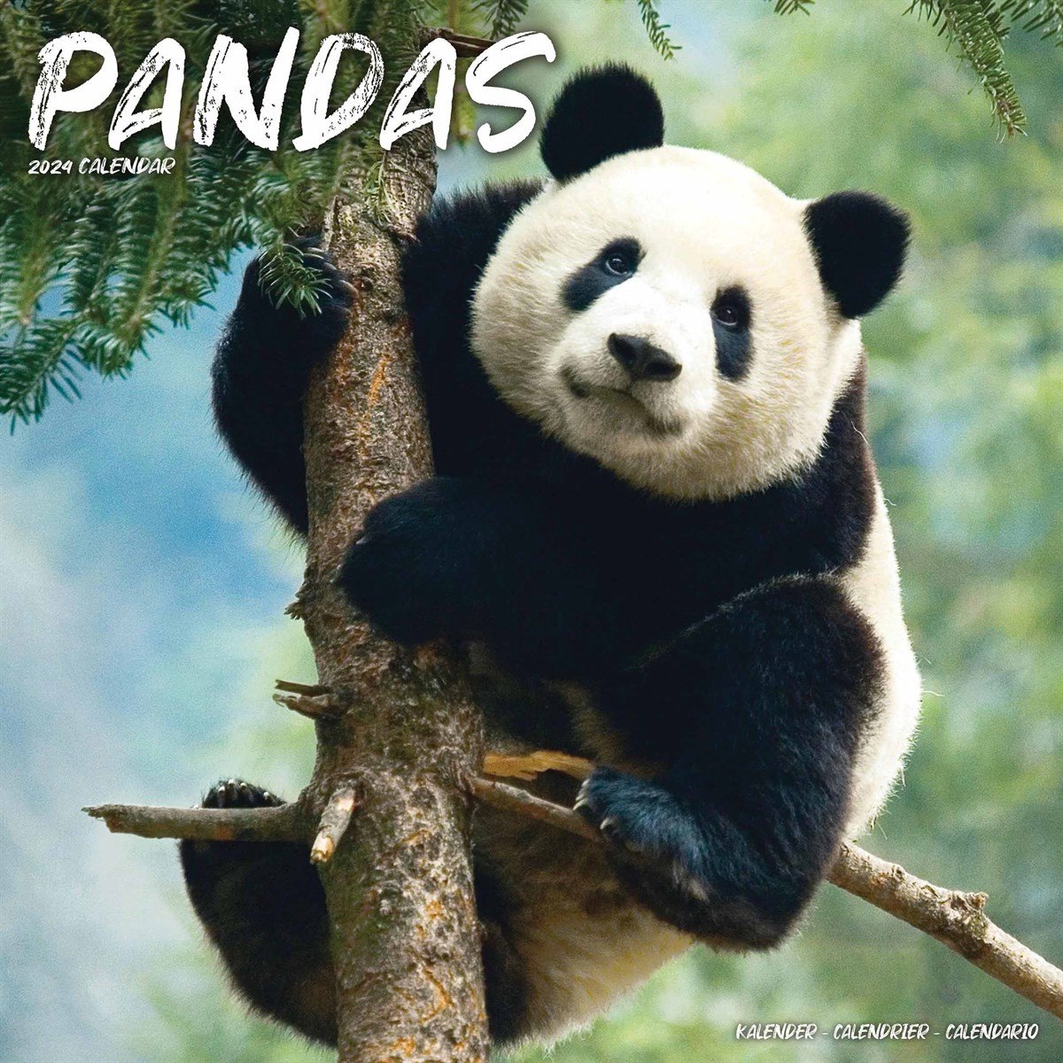 Panda Kalender 2024