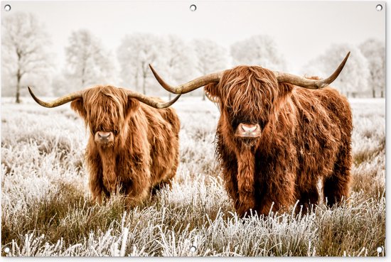 Foto: Tuinposter tuindoek tuinposters buiten schotse hooglander koe natuur winter 120x80 cm tuin tuinposter tuindoek tuinposters buiten schotse hooglander koe natuur winter 120x80 cm tuin