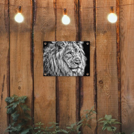 Affiche de jardin Lion en hiver 60x40 cm - Photo sur affiche de jardin / Peintures pour l'extérieur (décoration de jardin)
