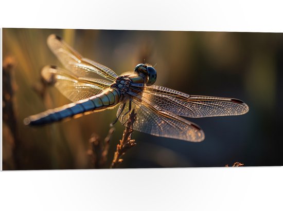 Foto: Pvc schuimplaat blauwe libel staat op bloem met gedetaileerde doorzichtige vleugels 100x50 cm foto op pvc schuimplaat met ophangsysteem 