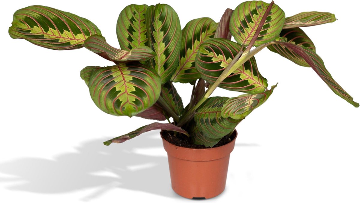 Maranta Fascinator - Pijlwortel - 20cm - Ø12