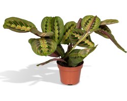 Maranta Fascinator - Pijlwortel - 20cm - Ø12