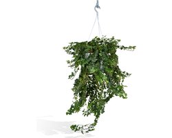 Klimop hangplant Hedera Wonder Green voor binnenruimtes - ca. 70cm - Ø24cm