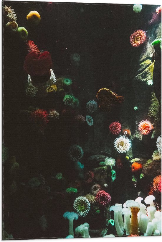Vlag - Zee - Onderwaterleven - Koraal - Bloemdieren - 50x75 cm Foto op Polyester Vlag
