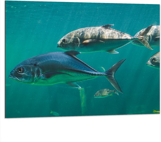 Dibond - Groep vissen zwemmen door de zee heen - 100x75 cm Foto op Aluminium (Wanddecoratie van metaal)