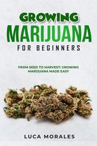Growing Marijuana for Beginners: From Seed to Harvest