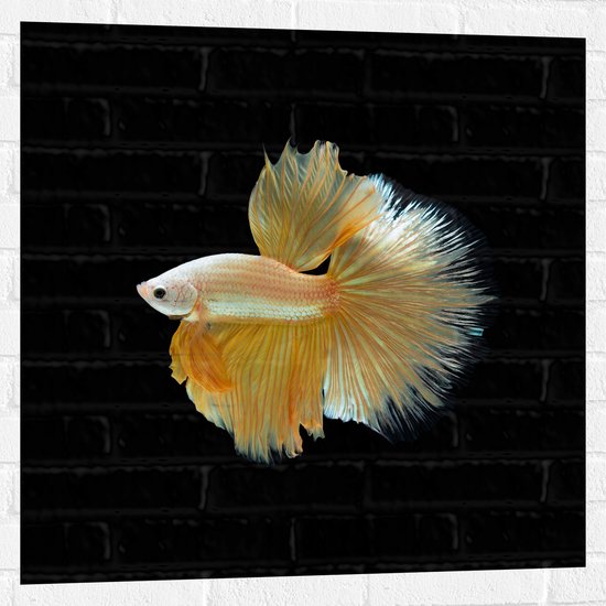 Muursticker - Zijaanzicht van Goud- Gele Vis met Sierlijke Vinnen - 80x80 cm Foto op Muursticker