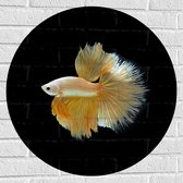 Muursticker Cirkel - Zijaanzicht van Goud- Gele Vis met Sierlijke Vinnen - 70x70 cm Foto op Muursticker