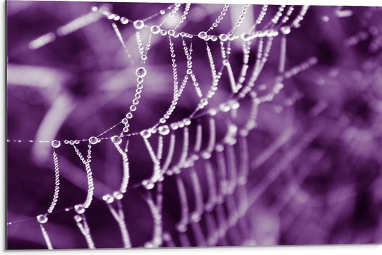 Dibond - Spinnenweb - Druppels - Paars - 75x50 cm Foto op Aluminium (Wanddecoratie van metaal)