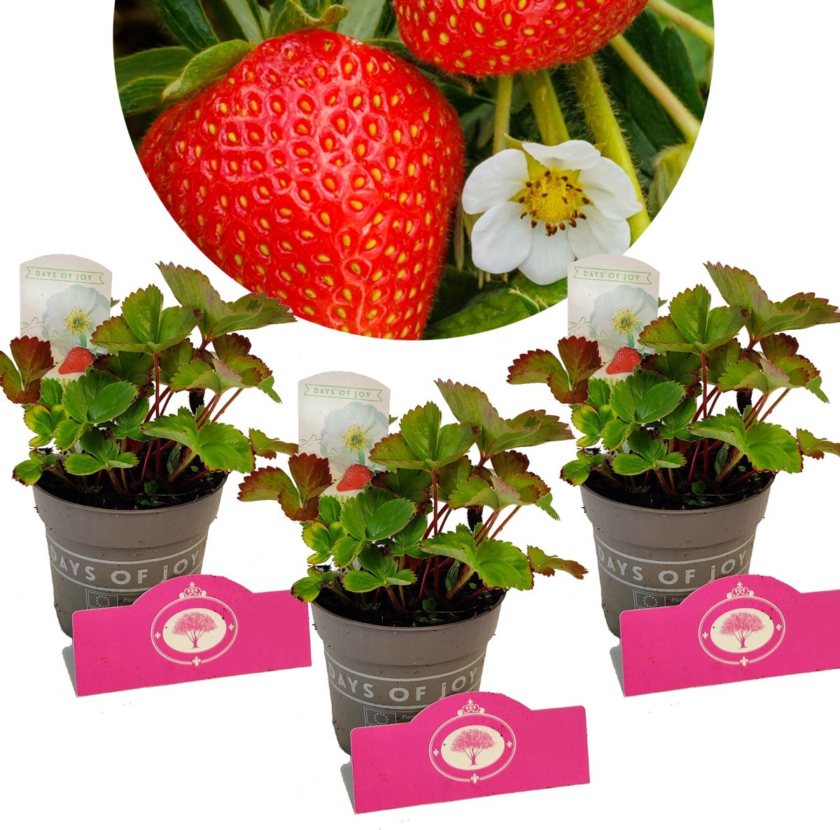 Set van 3 Aardbeien- 'Summer breeze White' - Witte bloesem - Hoogte 15cm - 10.5cm pot - Mix A