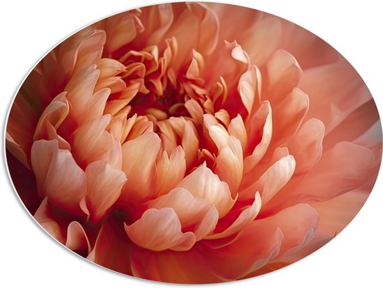 PVC Schuimplaat Ovaal - Close-up van Bloeiende Roze Pioenroos - 68x51 cm Foto op Ovaal (Met Ophangsysteem)