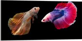 Acrylglas - Natuurlijke en Felkleurige Vissen Duo tegen Zwarte Achtergrond - 100x50 cm Foto op Acrylglas (Wanddecoratie op Acrylaat)