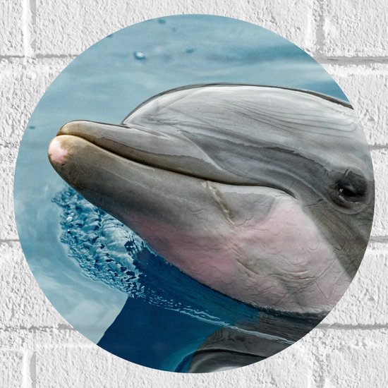 Muursticker Cirkel - Kop van Tevreden Dolfijn in het Water - 30x30 cm Foto op Muursticker