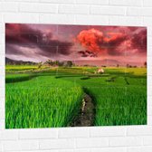 Muursticker - Roze Wolkenveld boven Bloeiende Rijstvelden - 100x75 cm Foto op Muursticker