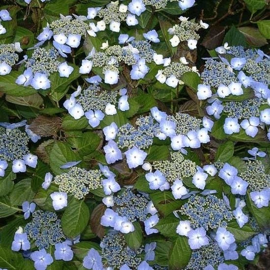 Foto: Boerenhortensia hydrangea macrophylla mariesii perf 25 30 cm