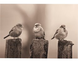 Art for the Home Vroege Vogels Buitencanvas Sepia 50x70 cm