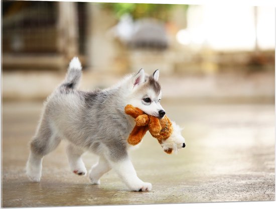 Acrylglas - Siberische Husky Puppy met Knuffel - 100x75 cm Foto op Acrylglas (Met Ophangsysteem)