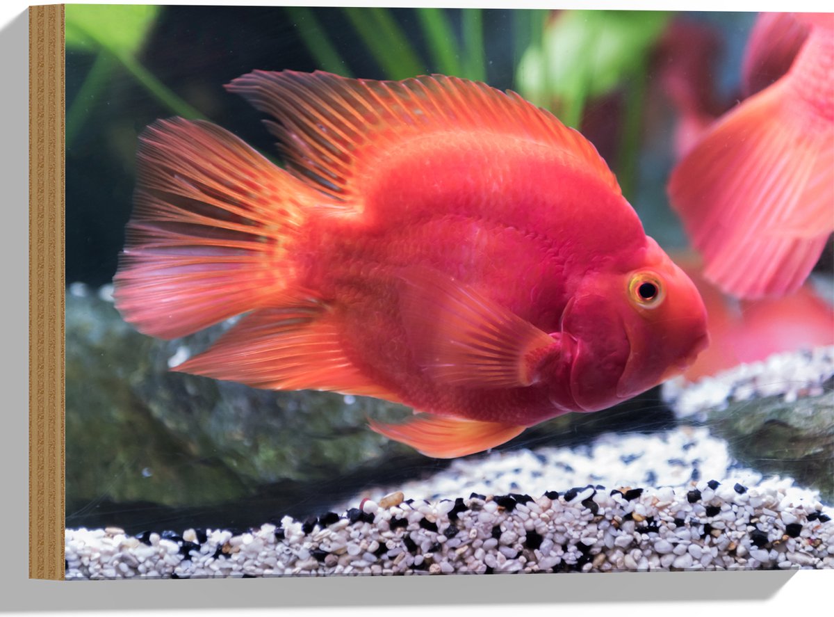 Hout - Rode Papegaai Cichlide Vis Zwemmend in Aquarium - 40x30 cm - 9 mm dik - Foto op Hout (Met Ophangsysteem)