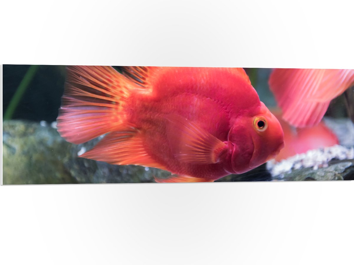 PVC Schuimplaat - Rode Papegaai Cichlide Vis Zwemmend in Aquarium - 120x40 cm Foto op PVC Schuimplaat (Met Ophangsysteem)
