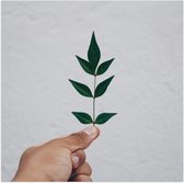Poster Glanzend – Hand - Plantje - Blaadjes - Groen - Muur - 50x50 cm Foto op Posterpapier met Glanzende Afwerking