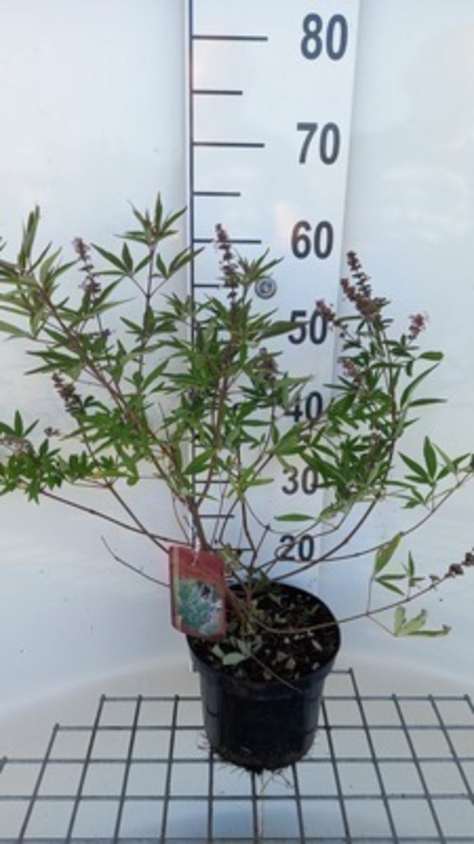 Vitex agnus-castus 'Pink Pinnacle' - Monnikspeper 30 - 40 cm in pot