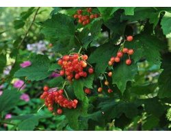 Viburnum opulus - Gelderse Roos 40 - 60 cm in pot