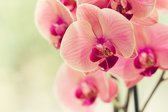 Fotobehang Mooie Orchidee - Vliesbehang - 400 x 280 cm