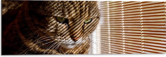 Dibond - Gestreepte kat zit op bank voort het raam - 90x30 cm Foto op Aluminium (Wanddecoratie van metaal)