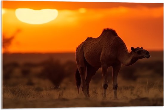 Acrylglas - Dromedaris in savanne met zonsondergang in de achtergrond - 75x50 cm Foto op Acrylglas (Wanddecoratie op Acrylaat)