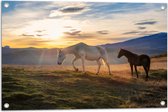 Tuinposter – Paarden in Weiland met Zonsopgang - 75x50 cm Foto op Tuinposter (wanddecoratie voor buiten en binnen)