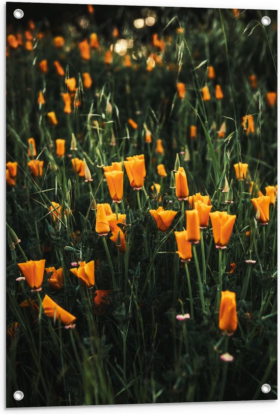 Tuinposter – Bloemen - Landschap - Bloemenveld - Oranje - Natuur - 60x90 cm Foto op Tuinposter (wanddecoratie voor buiten en binnen)