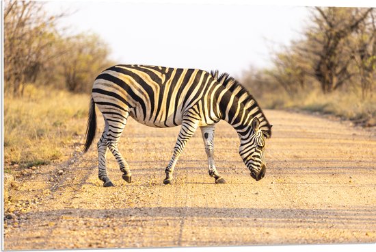 PVC Schuimplaat - Zijaanzicht van Overstekende Zebra - 90x60 cm Foto op PVC Schuimplaat (Met Ophangsysteem)