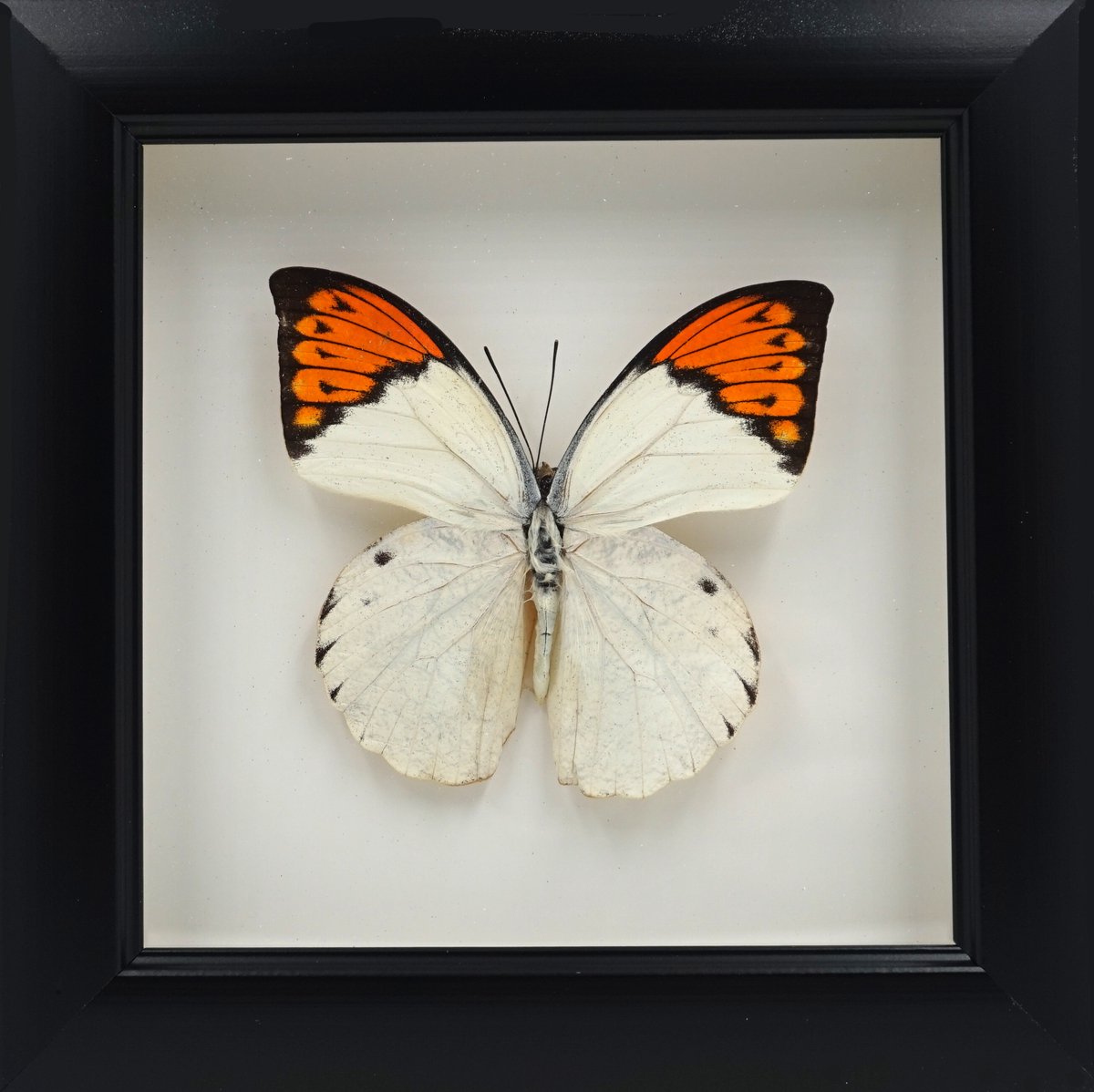 Apeirom Opgezette Vlinder Hebomoia Glaucippe in 3D Lijst - 16 x 16 cm - Zwart - Wanddecoratie