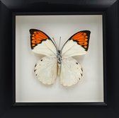 Apeirom Decoratief Opgezette Vlinder in 3D Lijst - 16*16cm - Lijst Zwart