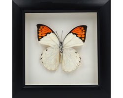 Apeirom Decoratief Opgezette Vlinder in 3D Lijst - 16*16cm - Lijst Zwart