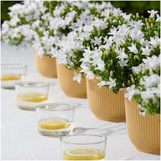 Bloomique - Set van 3 - Campanula Ambella White