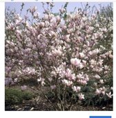 Magnolia 'George Henry Kern' - Beverboom 50 - 60 cm in pot