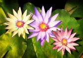 Fotobehang - Vlies Behang - Gekleurde Bloemen en Groene Bladeren - 312 x 219 cm