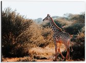 Dibond - Giraffe Lopend tussen de Struiken in Landschap - 40x30 cm Foto op Aluminium (Met Ophangsysteem)