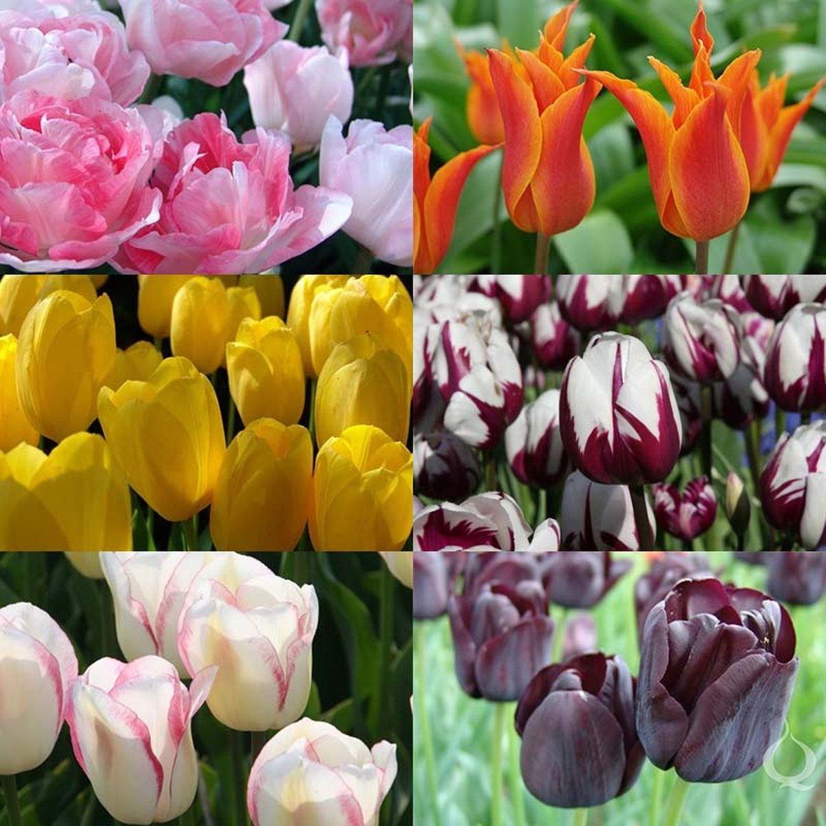 Snijbloemenpakket Tulpen Tulip Varieties | 60 stuks | Dubbel laat | Enkel laat