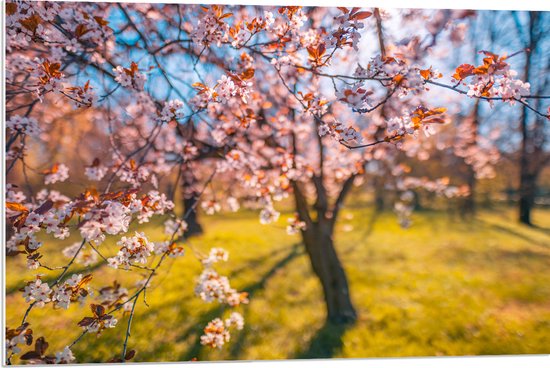 PVC Schuimplaat- Bloeiende Bloesem aan Boom in het Park - 90x60 cm Foto op PVC Schuimplaat